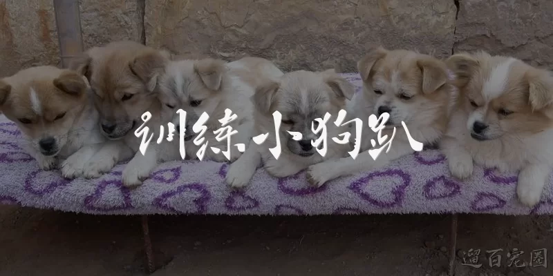训练小狗趴