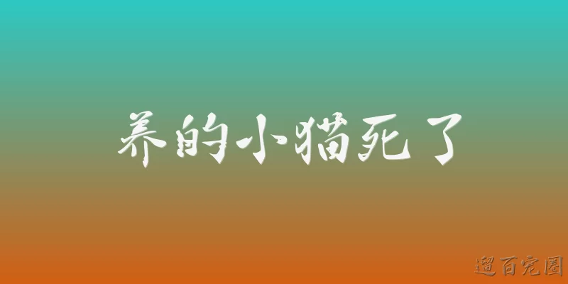 养的小猫死了