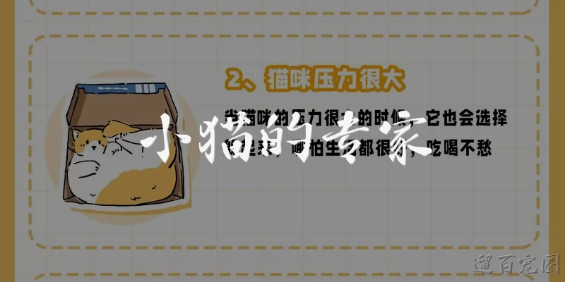 小猫的专家