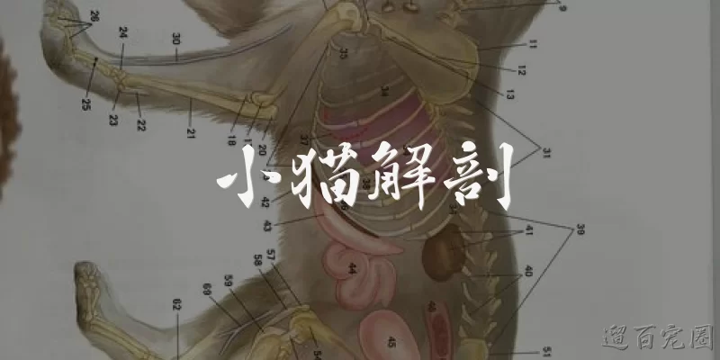 小猫解剖