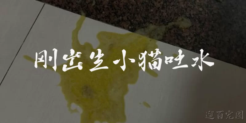 刚出生小猫吐水