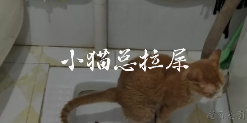小猫总拉屎