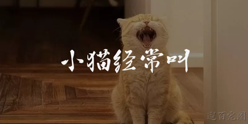 小猫经常叫