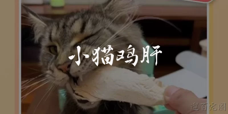 小猫鸡肝
