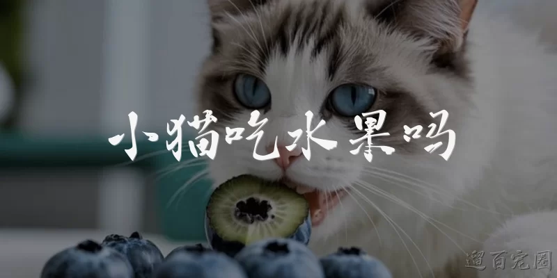 小猫吃水果吗:小猫可以吃水果吗？