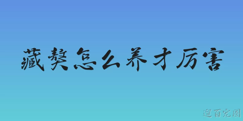 藏獒怎么养才厉害