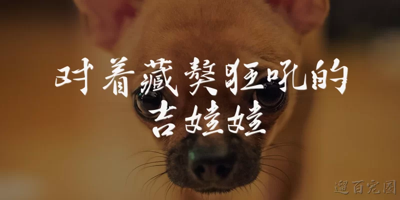 Chihuahua barking madly at a Tibetan Mastiff