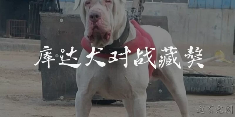 库达犬对战藏獒
