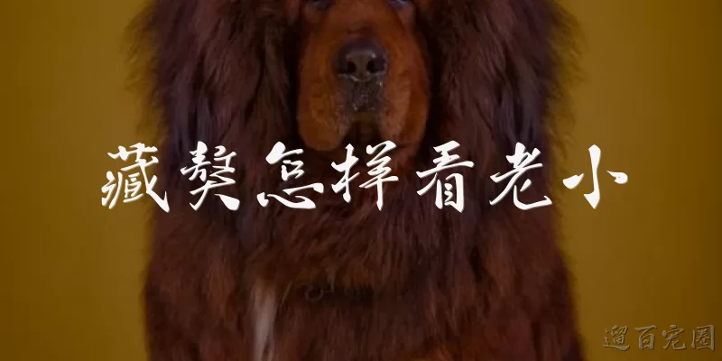 藏獒怎样看老小:藏獒怎样通过视觉识别家人中的老人和小孩？